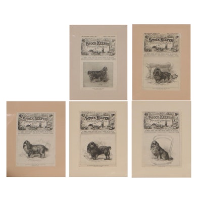 The Stock-Keeper and Fancier's Chronicle Wood Engravings of Dogs