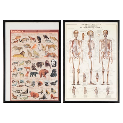 Offset Lithographs After Judy Benson "The Skeletal System" and "Carnivora"