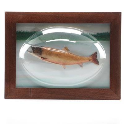 Framed Square Tail Trout Trophy, Bottle Lake, Maine, May 22, 1931