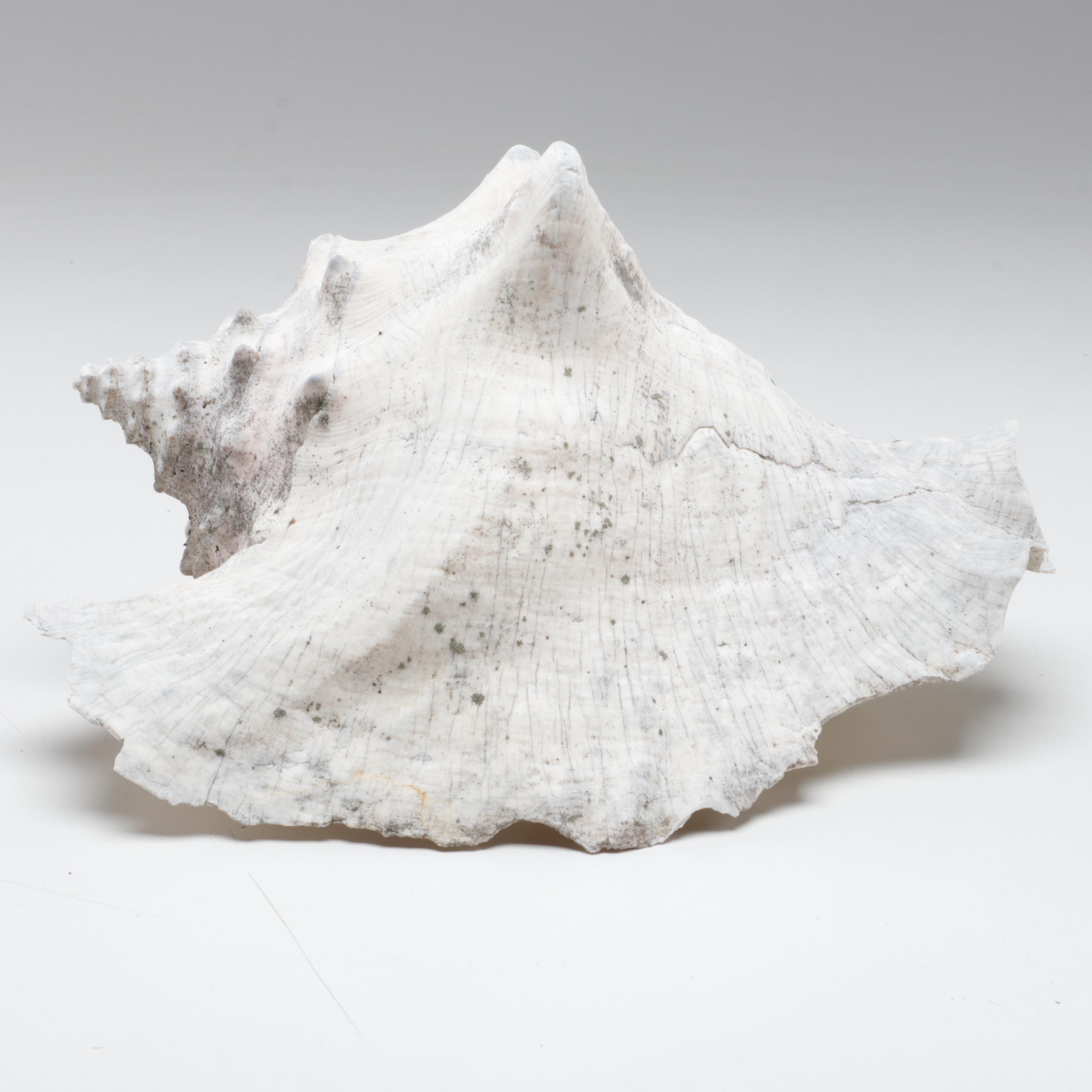 Queen Conch, King Helmet Shell, Horse Conch, Tiger Cowrie and Turban