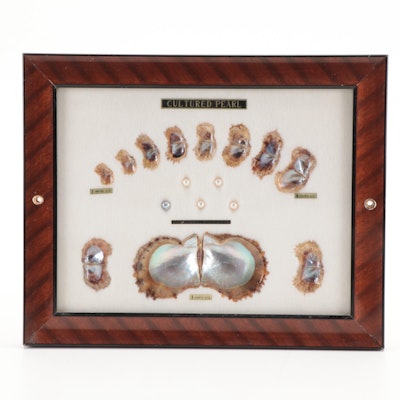 Oyster and Cultured Pearl Specimens in Shadowbox Display