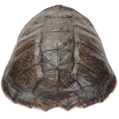 Common Snapping Turtle Shell