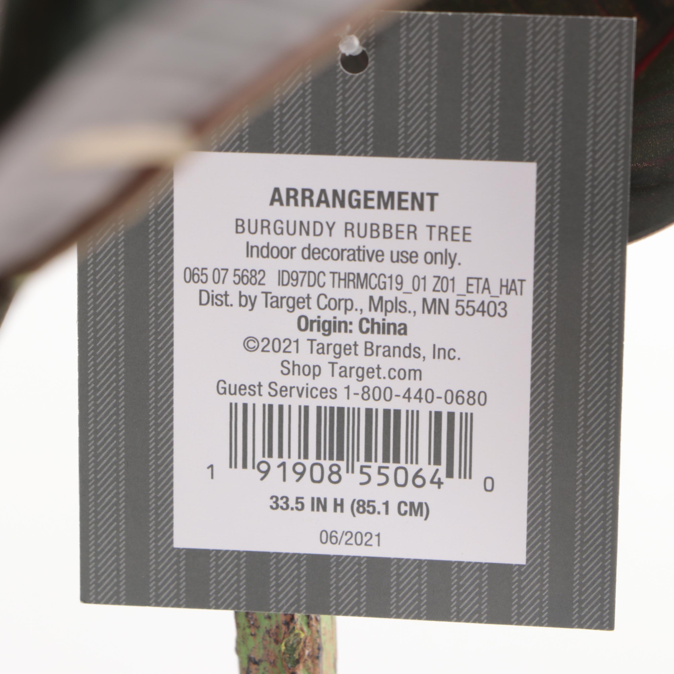 Two Threshold with Studio McGee Artificial Burgundy Rubber Trees in Ceramic Pots EBTH