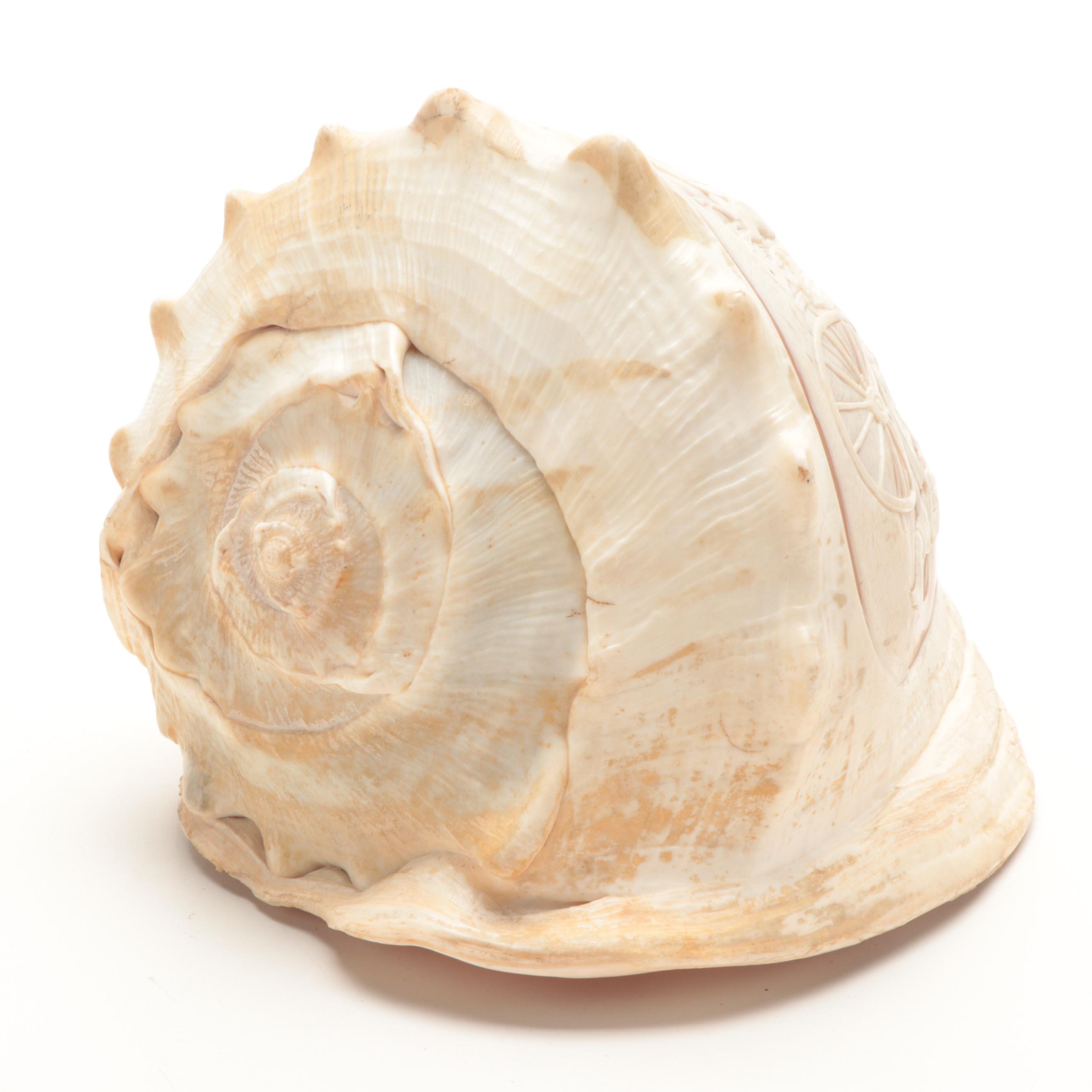 King Helmet Conch Shell with Cameo Carving, 20th Century | EBTH