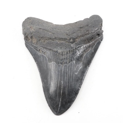 Megalodon Fossil Shark Tooth Specimen