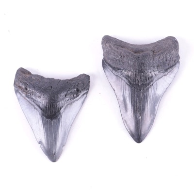 Megalodon Fossil Shark Tooth Specimens