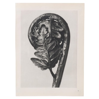 Botanical Photogravure After Karl Blossfeldt "Polypodiaceae Aspidium," 1942