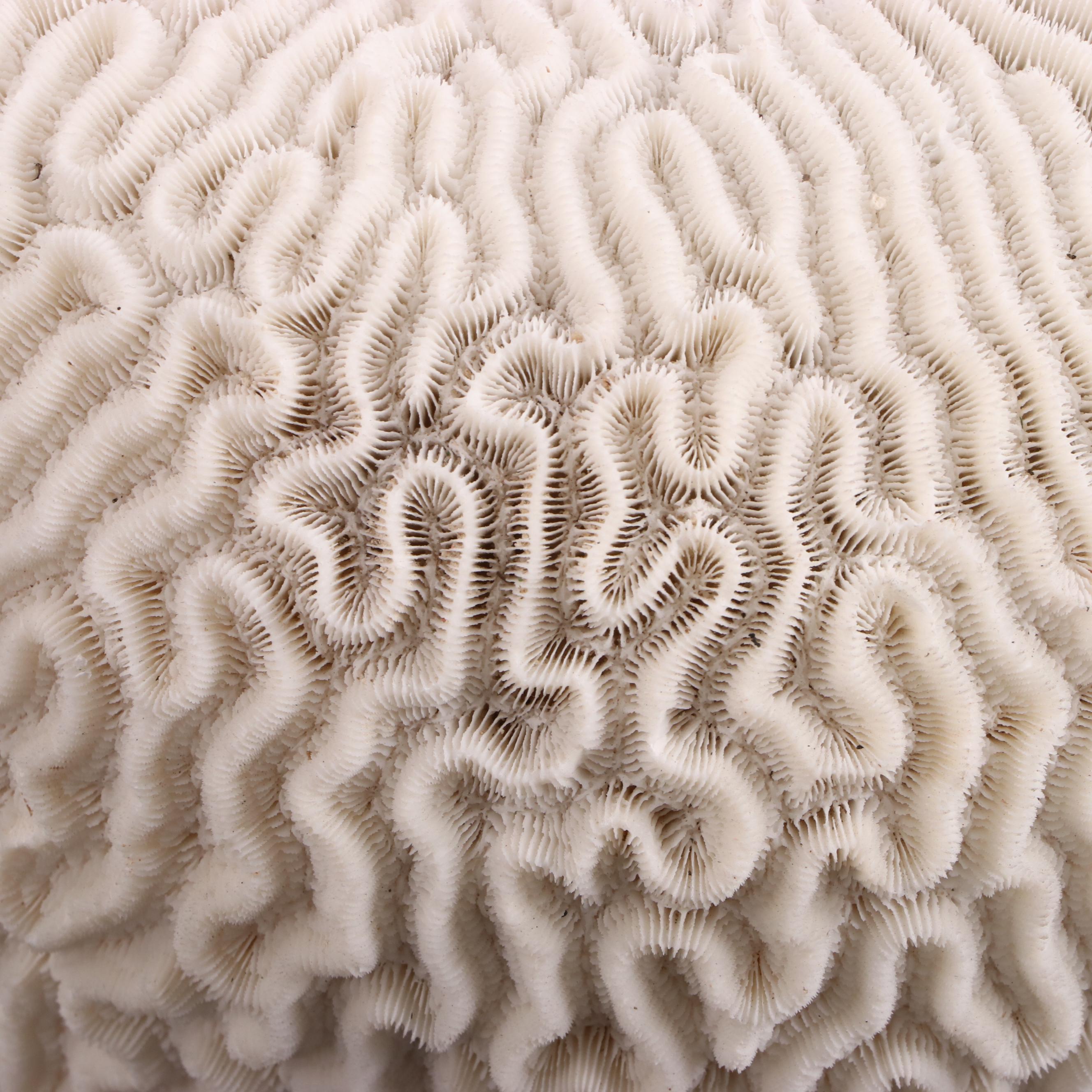 Fossil Scleractinian Brain Coral and Elkhorn Coral Specimen EBTH