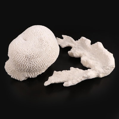 Fossil Scleractinian Brain Coral and Elkhorn Coral Specimen