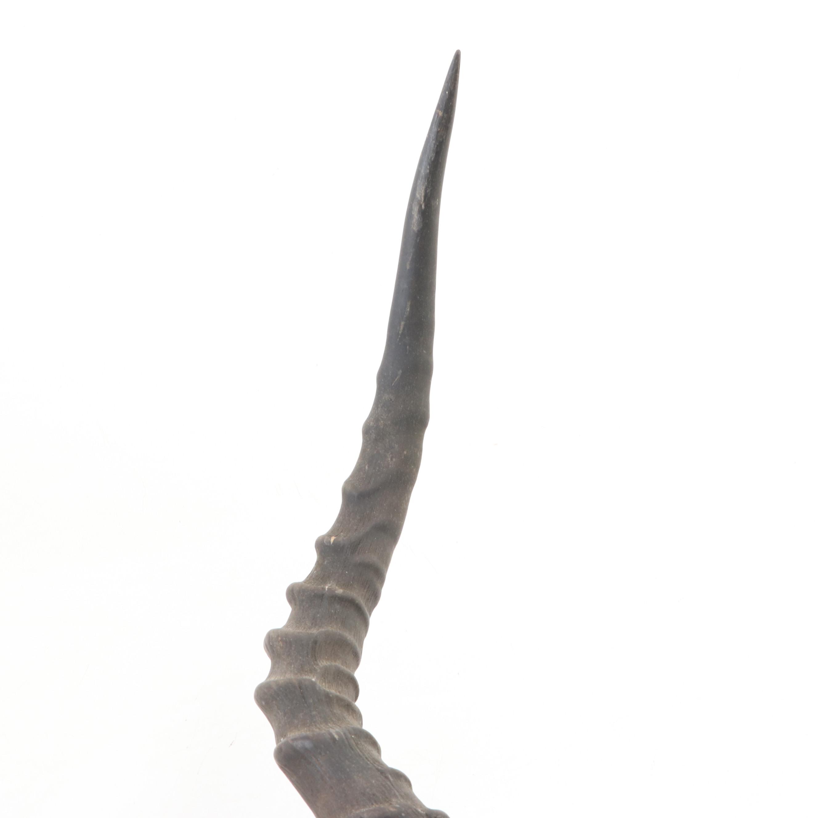 Impala Horns With European Mount on Plaque EBTH