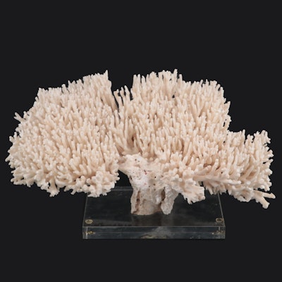 Large Stony Coral Fossil Specimen
