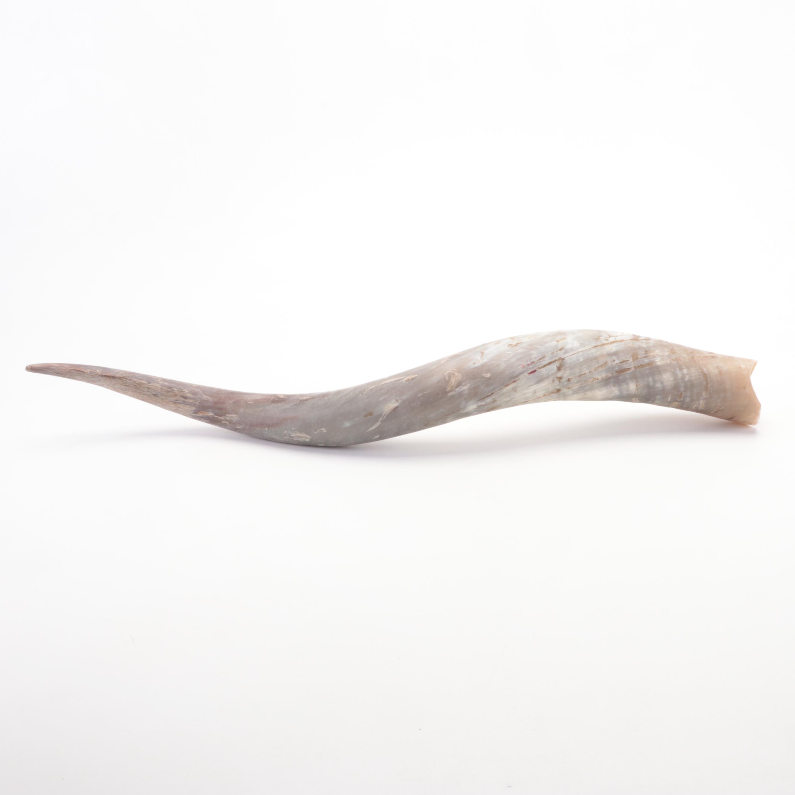 Pair of Longhorn Horns EBTH