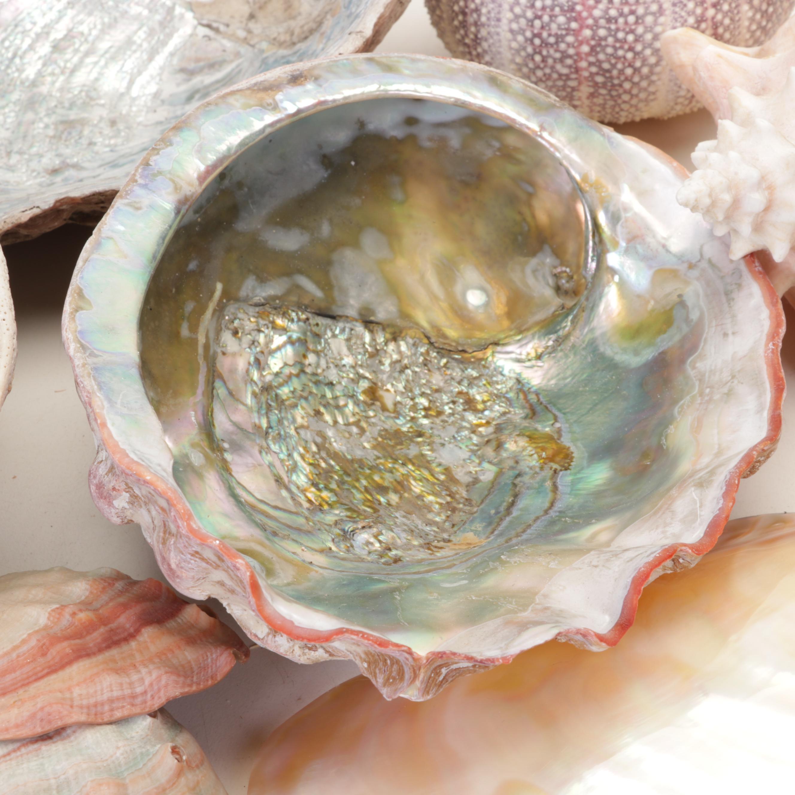Abalone Shell, Sea Urchin, Harp Shell, Helmet Conch Marine Specimens | EBTH