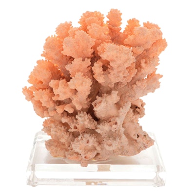Scleractinian Branching Finger Coral Specimen on Acrylic Stand