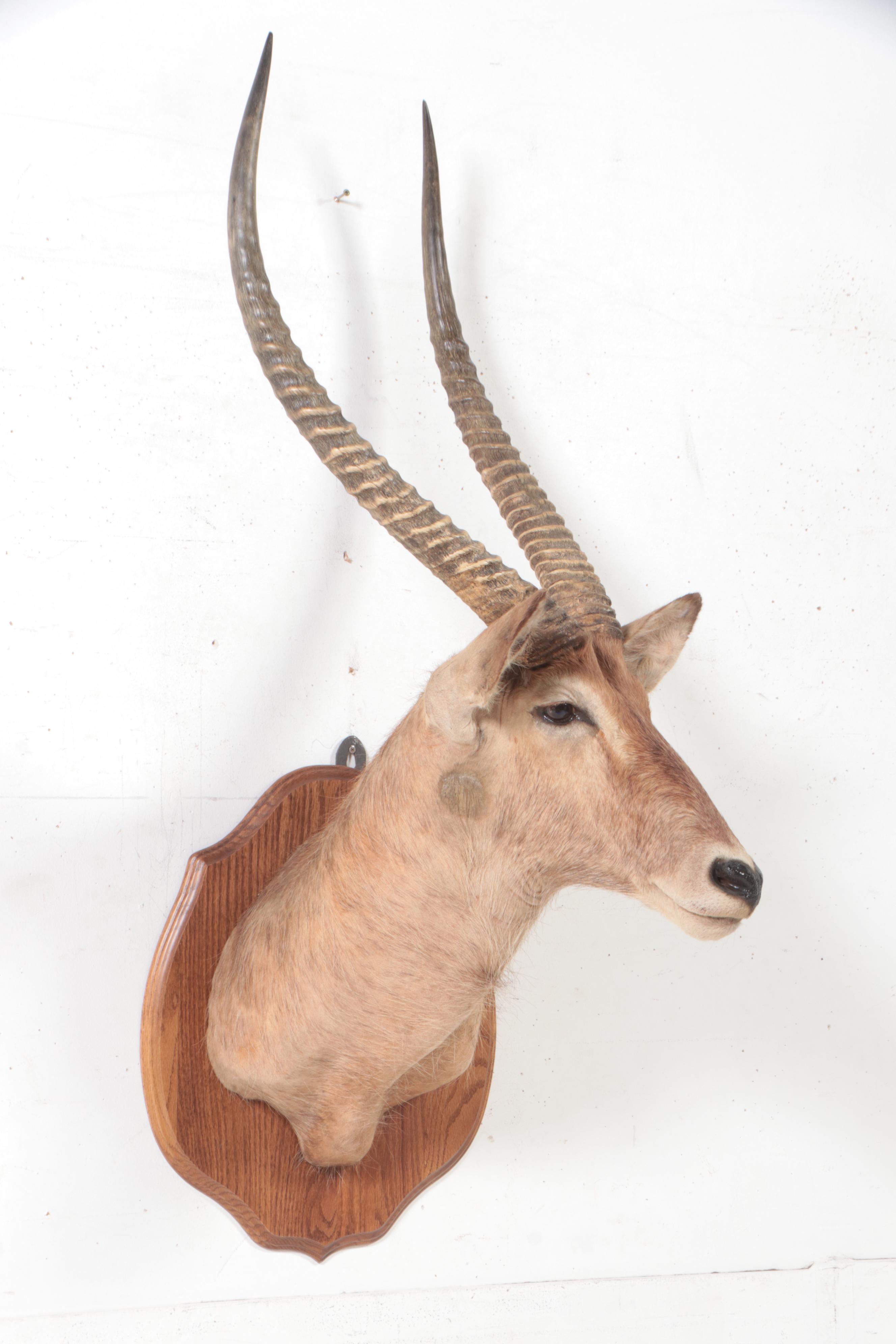 Taxidermy Waterbuck Shoulder Mount EBTH