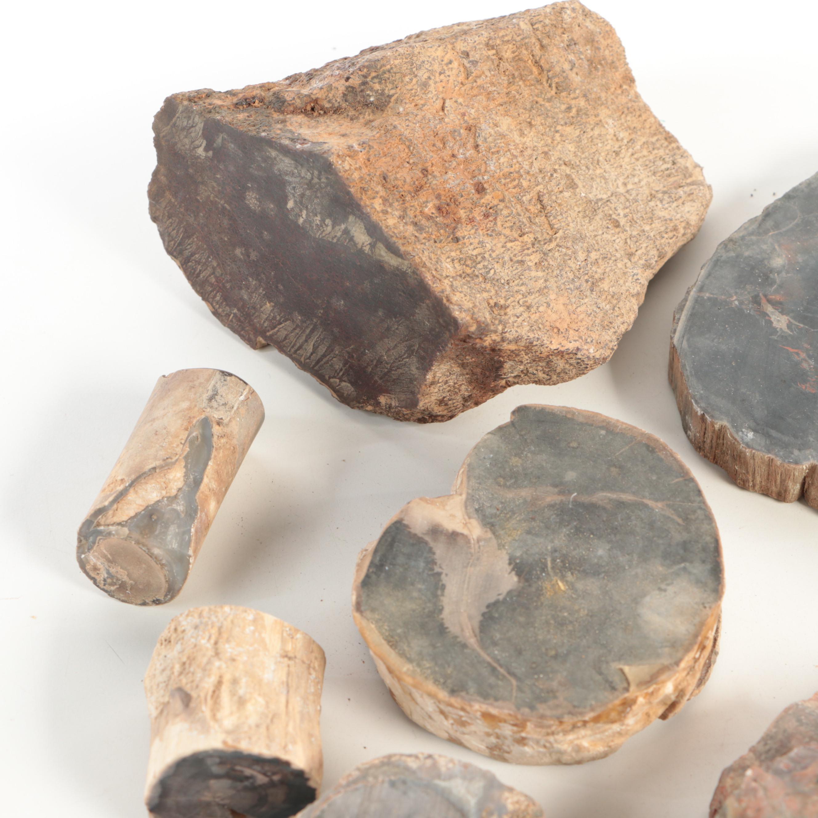 Petrified Wood and Agatized Dinosaur Bone Specimens EBTH