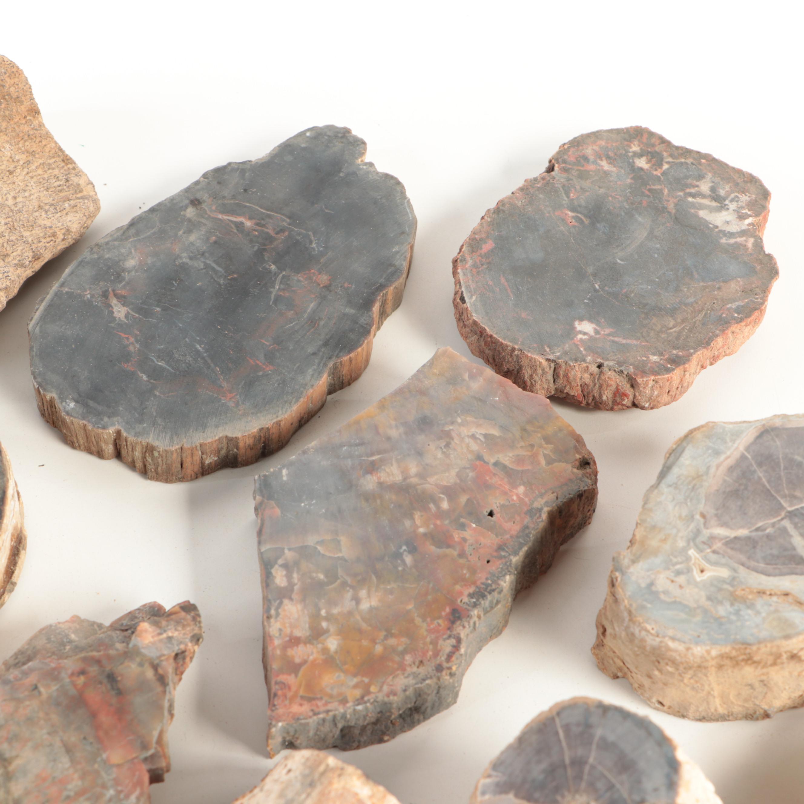 Petrified Wood and Agatized Dinosaur Bone Specimens EBTH