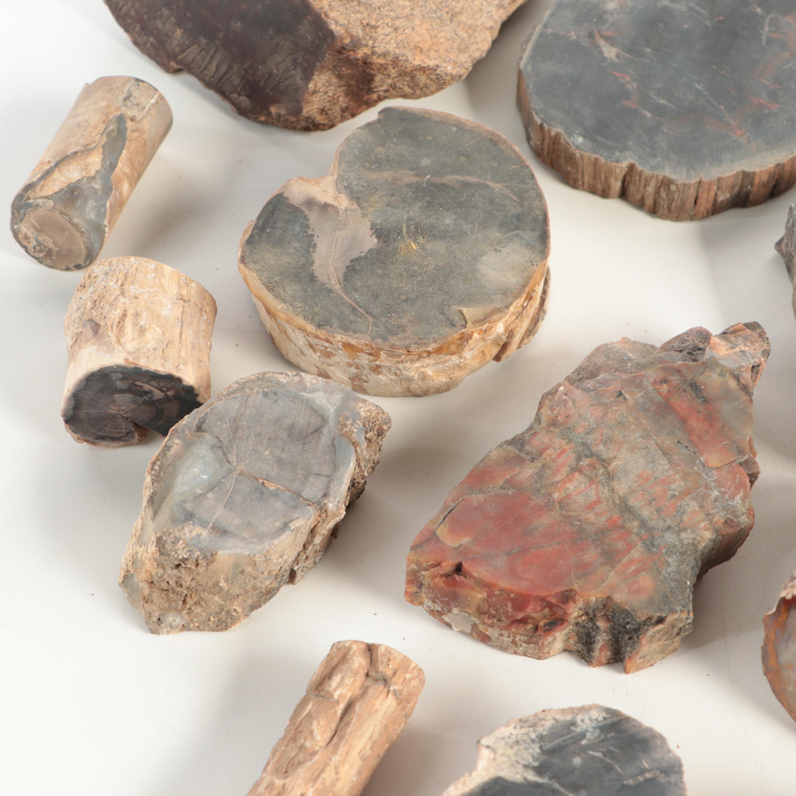 Petrified Wood and Agatized Dinosaur Bone Specimens EBTH