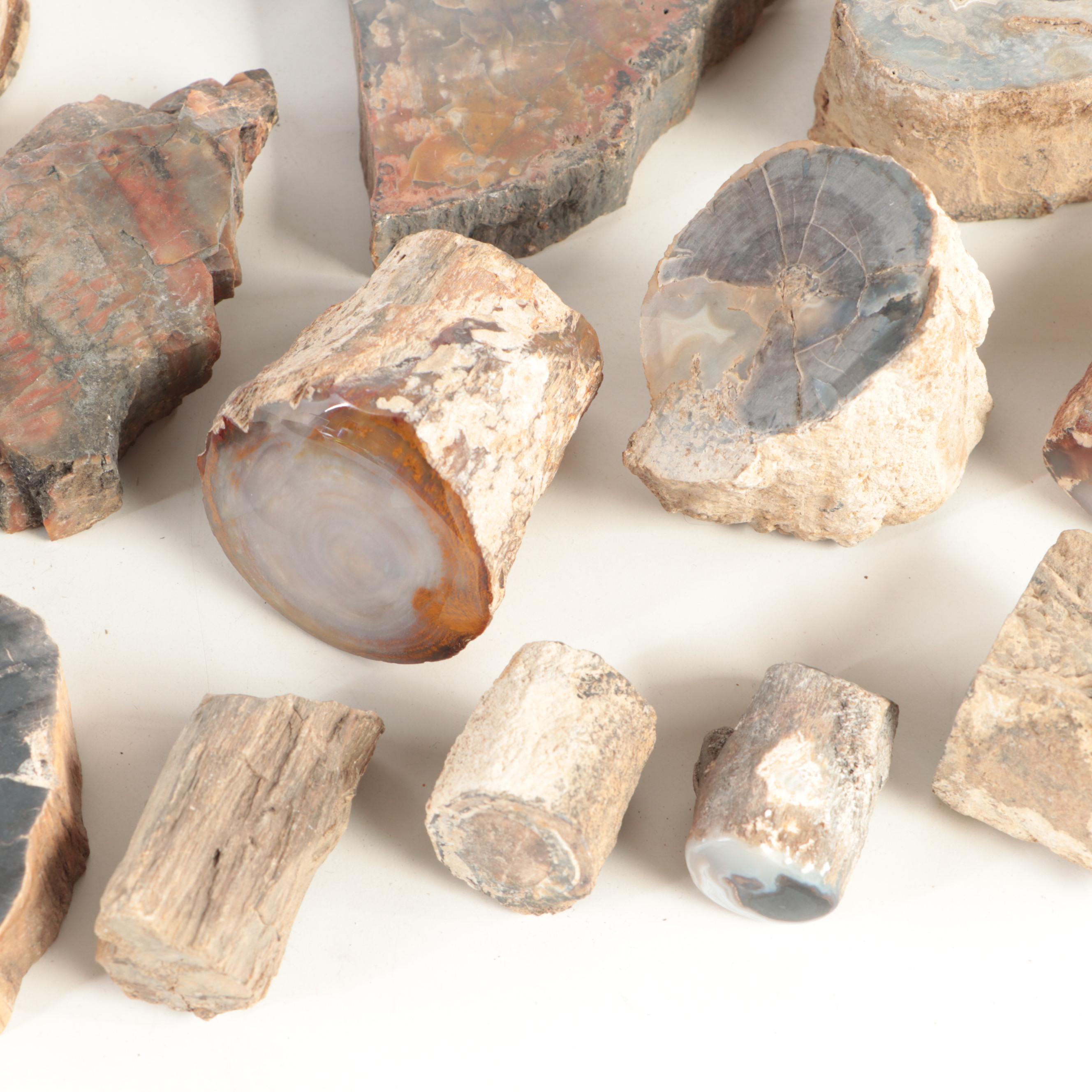 Petrified Wood and Agatized Dinosaur Bone Specimens EBTH