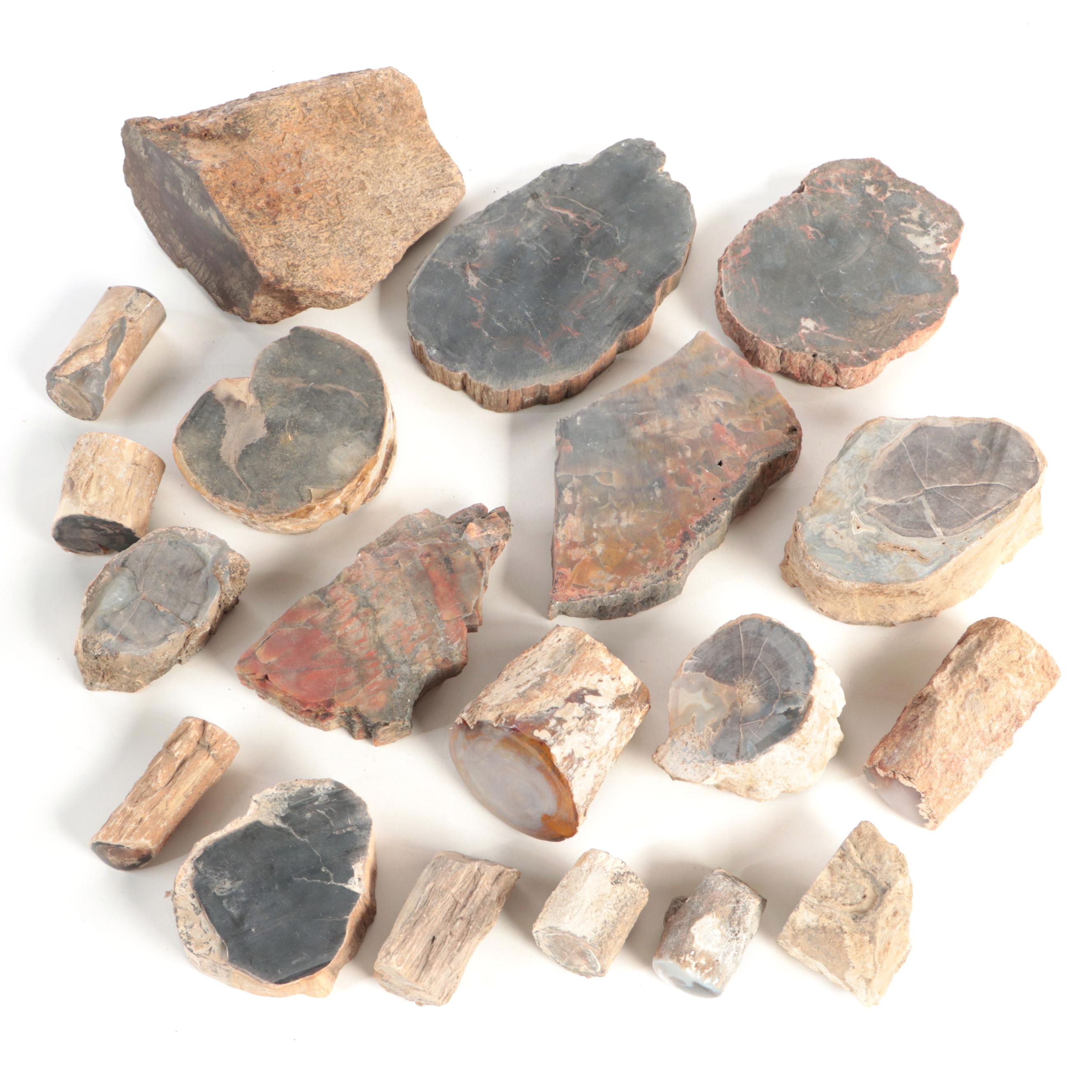 Petrified Wood and Agatized Dinosaur Bone Specimens EBTH