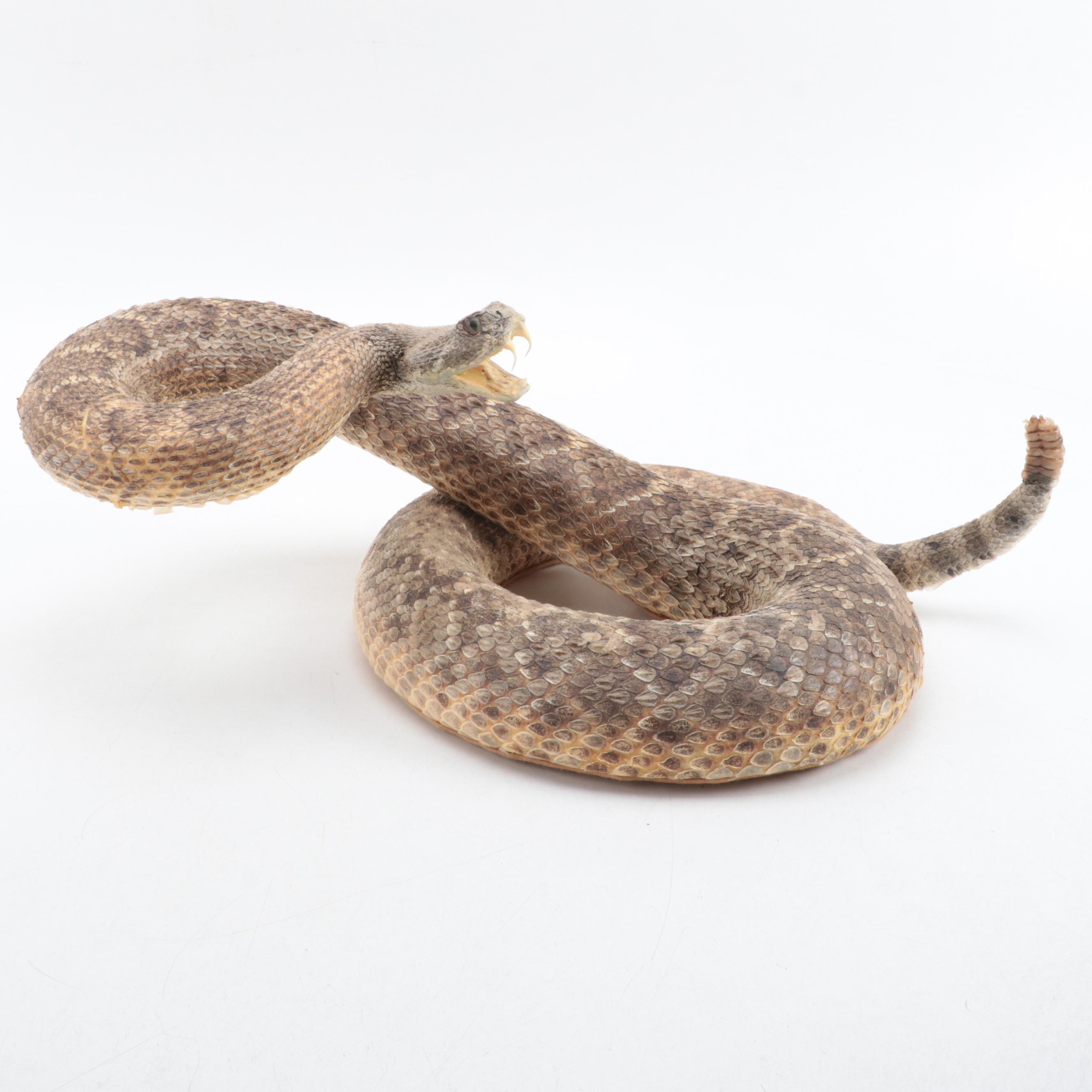 Taxidermy of Western Diamondback Rattlesnake | EBTH