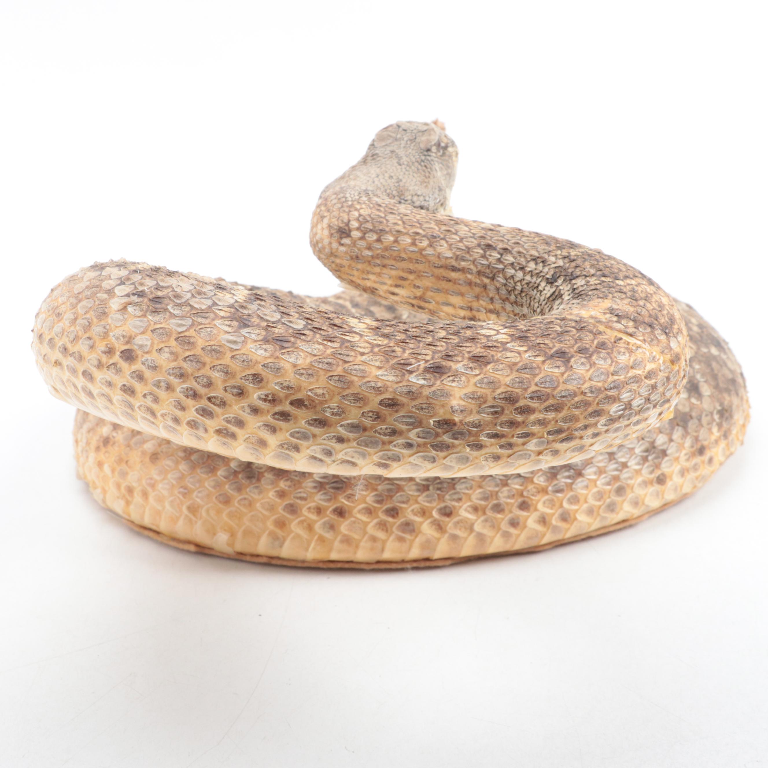 Taxidermy of Western Diamondback Rattlesnake | EBTH