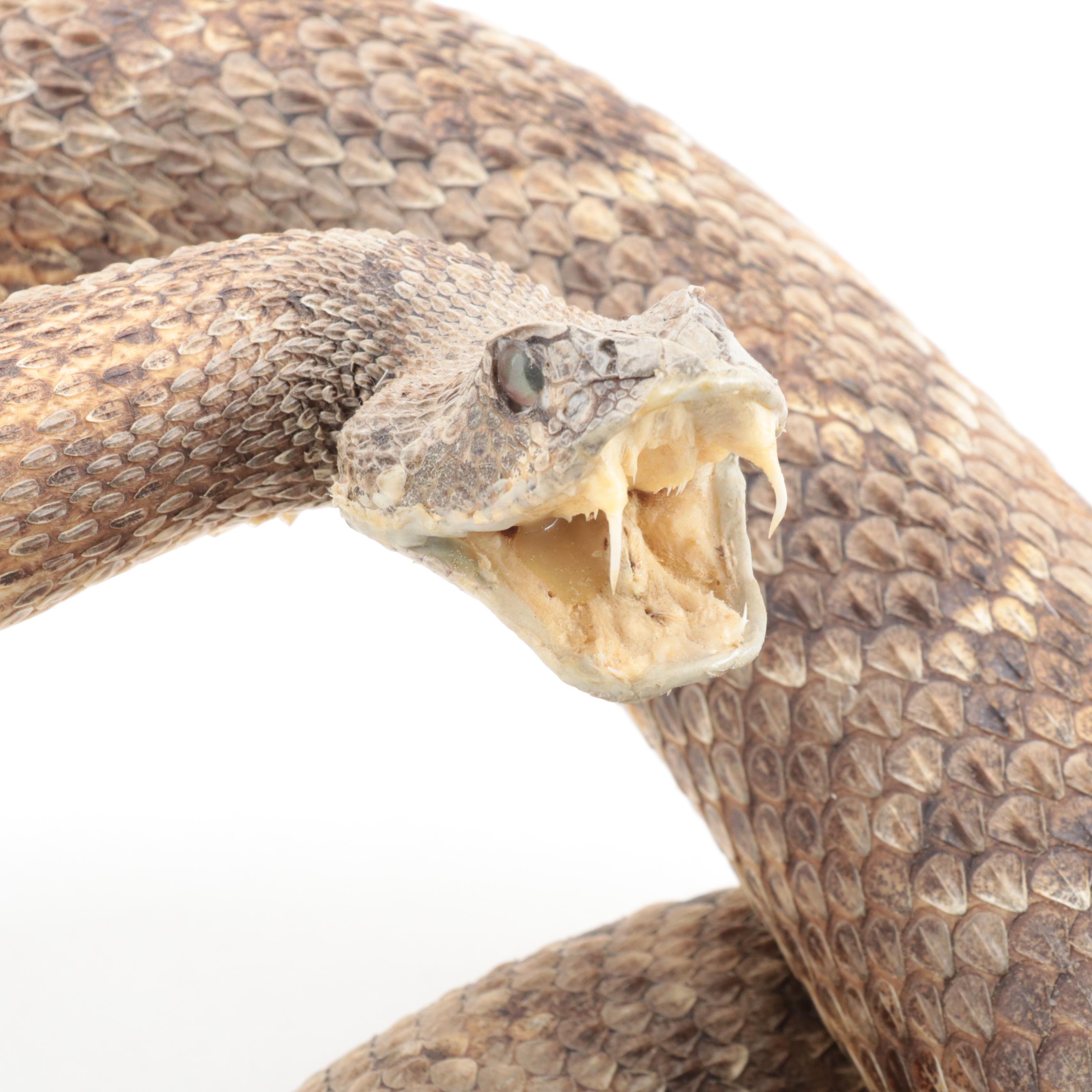 Taxidermy of Western Diamondback Rattlesnake | EBTH