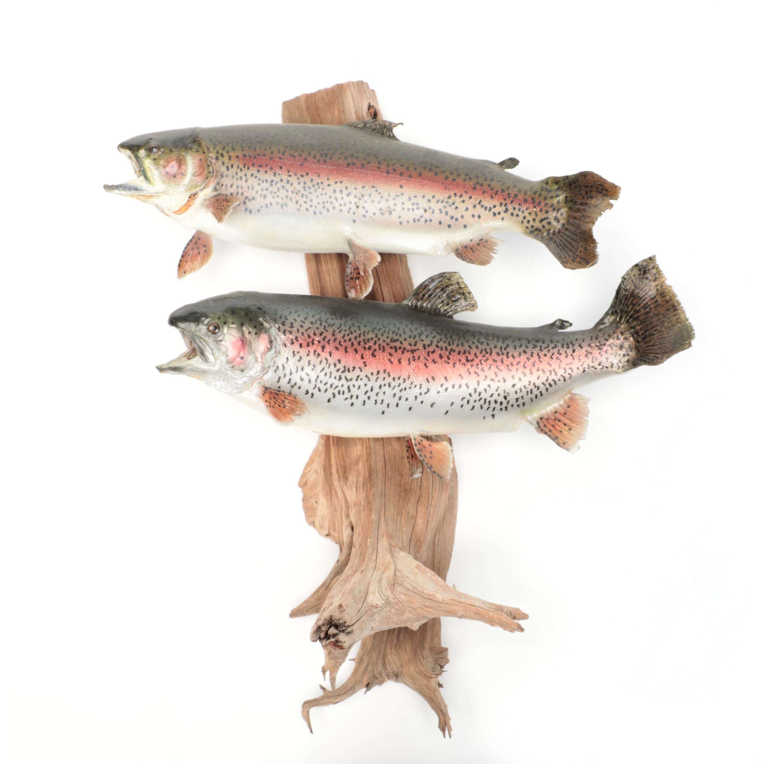 Pair of Taxidermy Rainbow Trout Full Body Mounts on Driftwood, 1996 EBTH