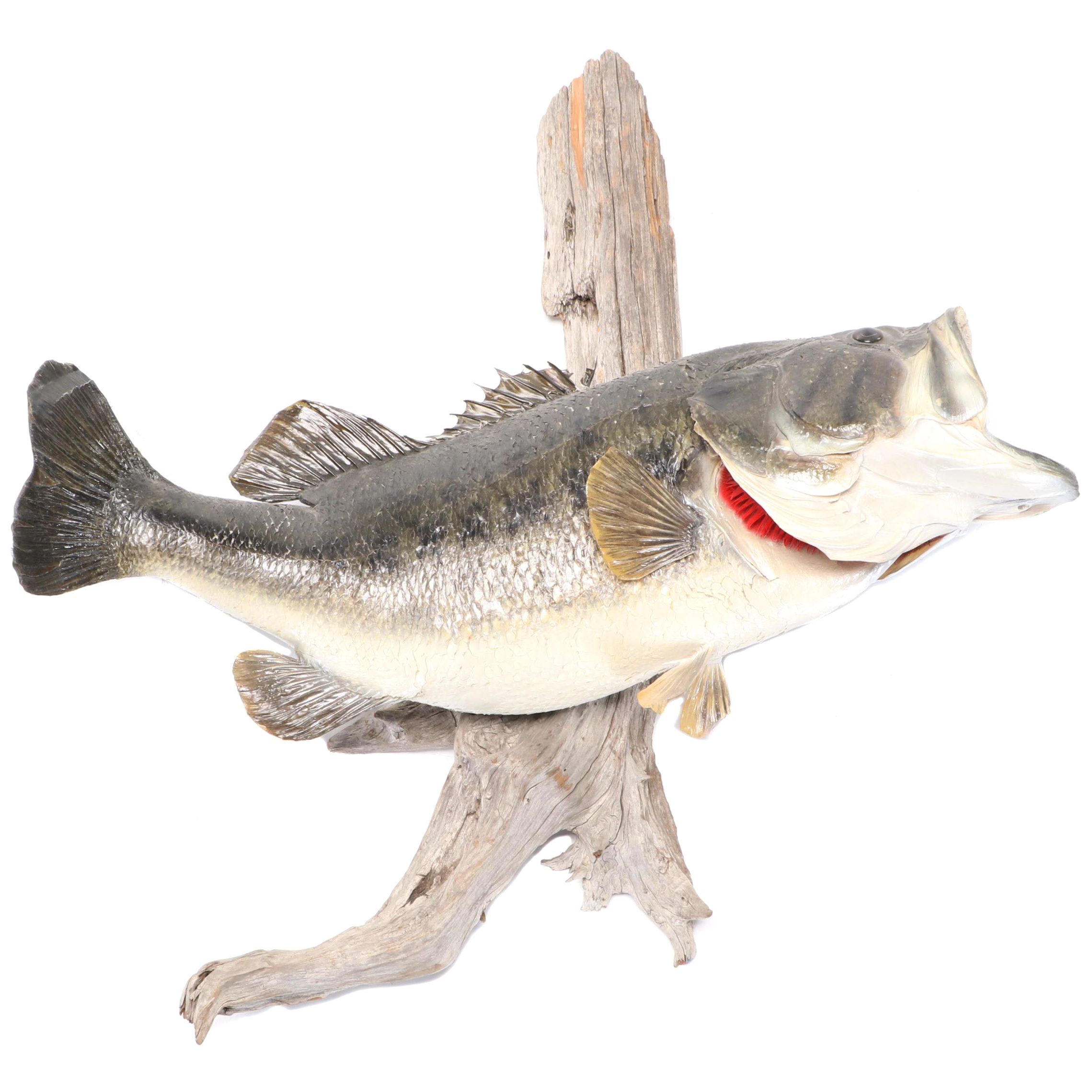 Taxidermy Largemouth Bass Full Body Mount on Driftwood EBTH