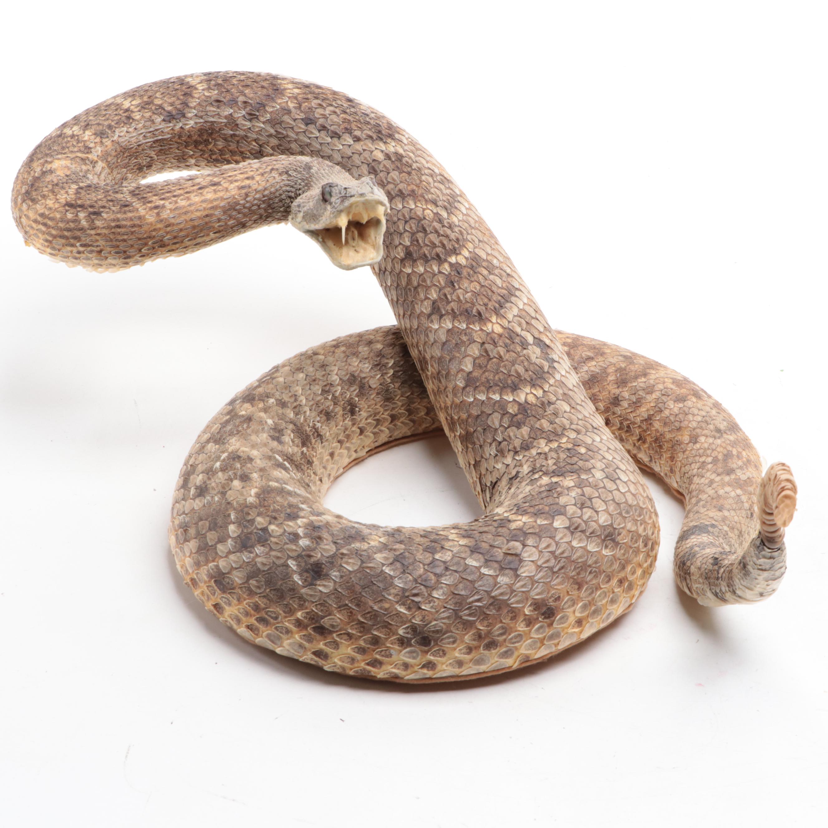 Taxidermy of Western Diamondback Rattlesnake | EBTH