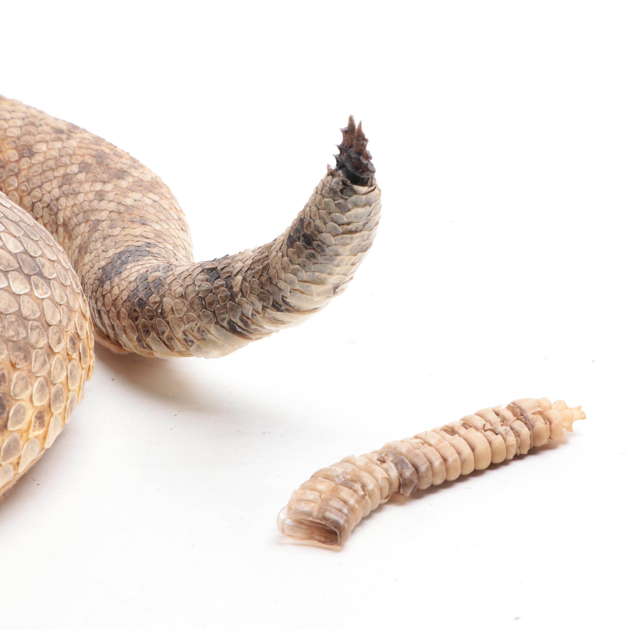 Taxidermy of Western Diamondback Rattlesnake | EBTH