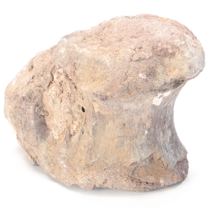 Fossil Partial Bone