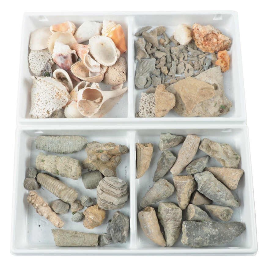 Crinoid Stems, Seashells and More Fossil Specimens