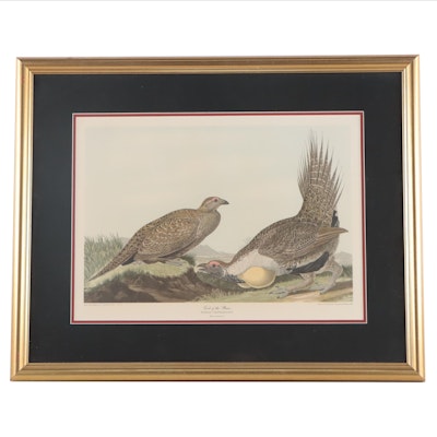 Offset Lithograph After John J. Audubon "Cock of the Plains"