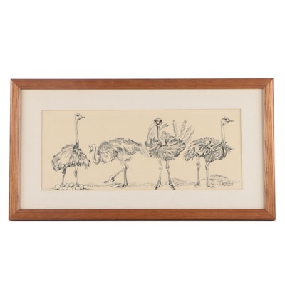 Ink Drawing of Ostriches