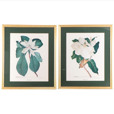 Botanical Offset Lithographs of "Magnolias"