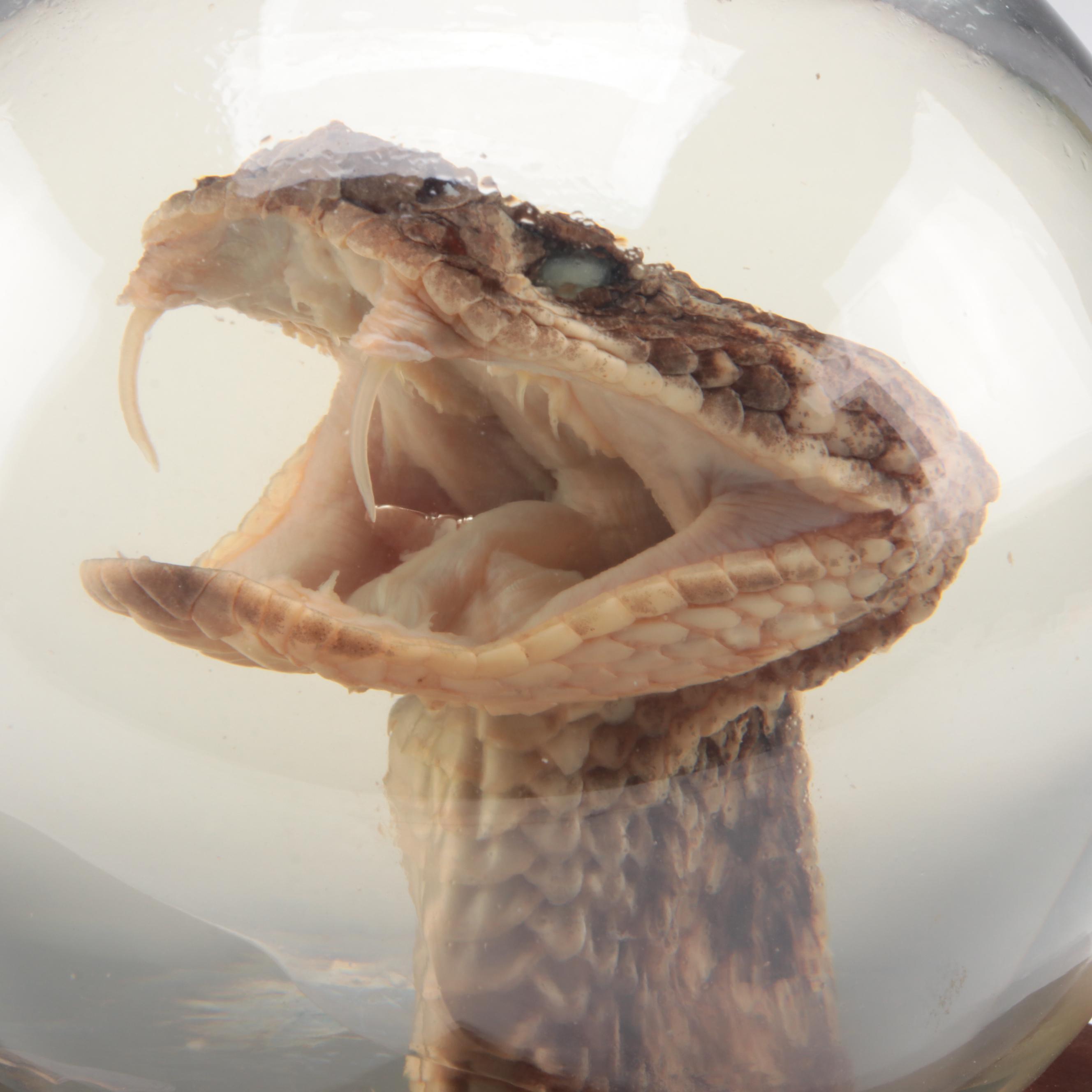Taxidermy Texas Western Diamondback Rattlesnake Head Encased Globe