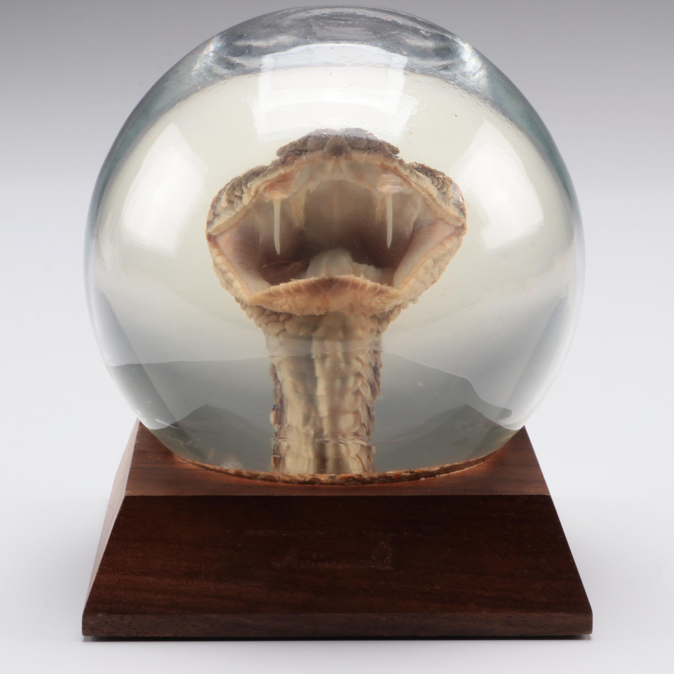 Taxidermy Texas Western Diamondback Rattlesnake Head Encased Globe