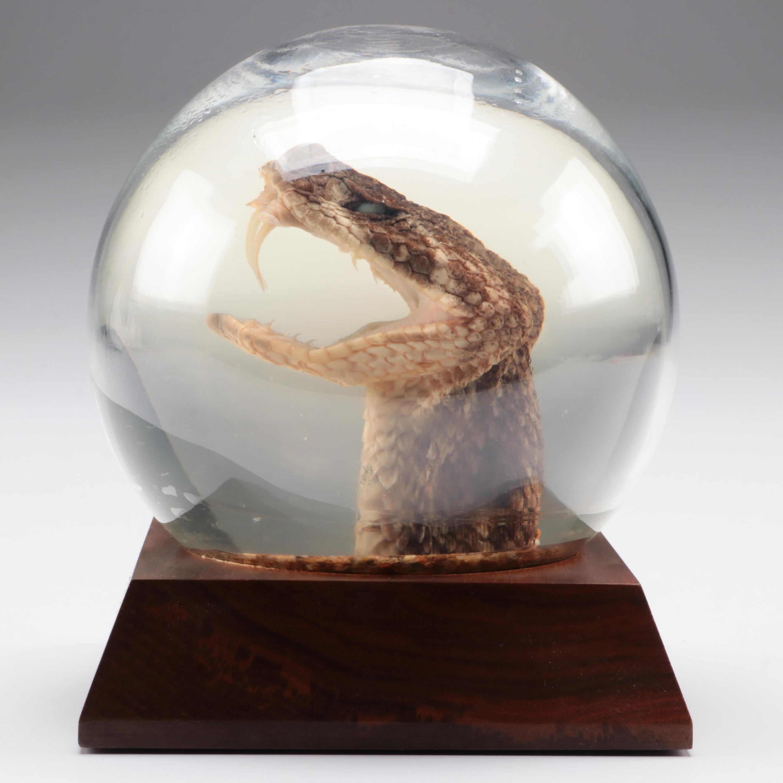 Taxidermy Texas Western Diamondback Rattlesnake Head Encased Globe