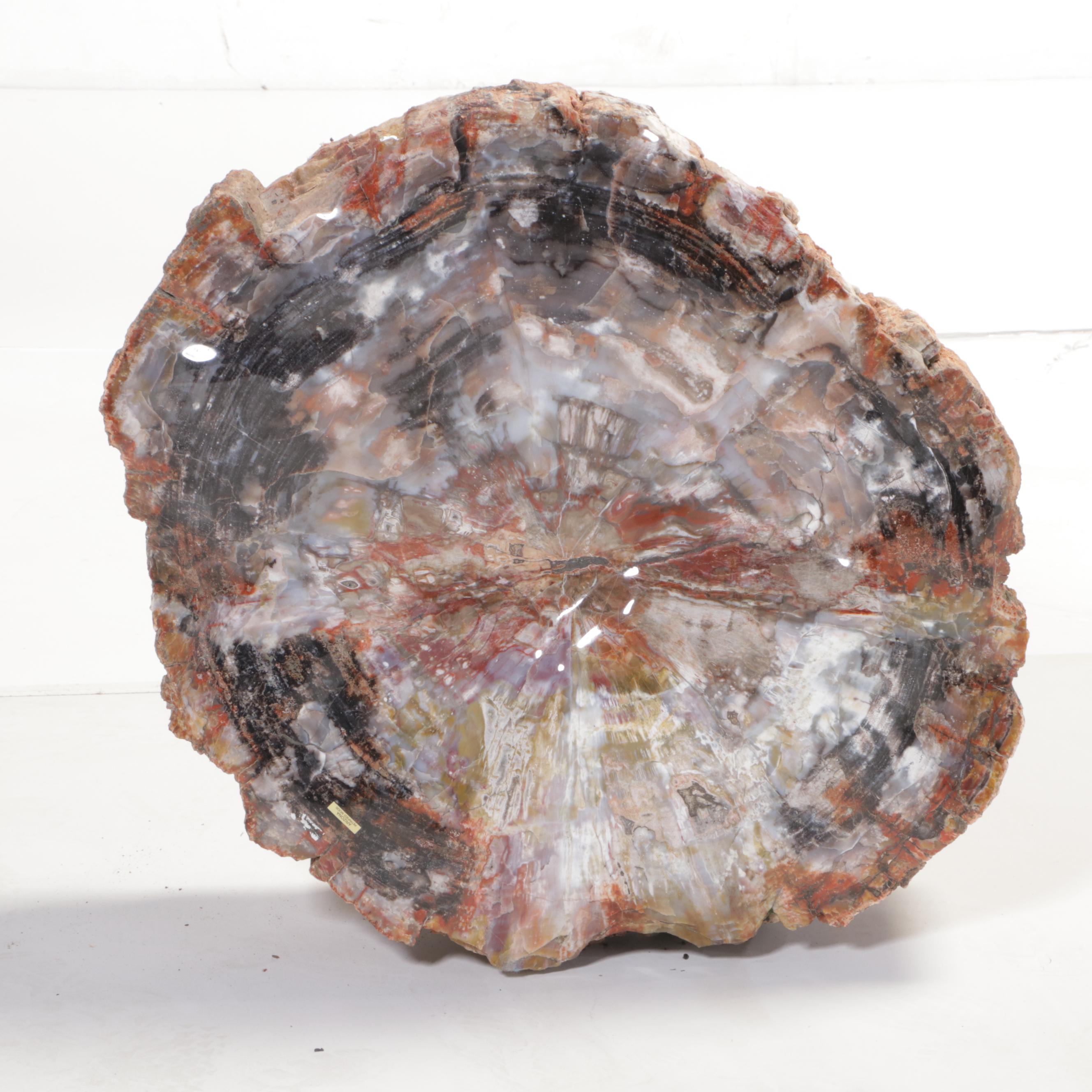 Agatized Petrified Wood Slab | EBTH