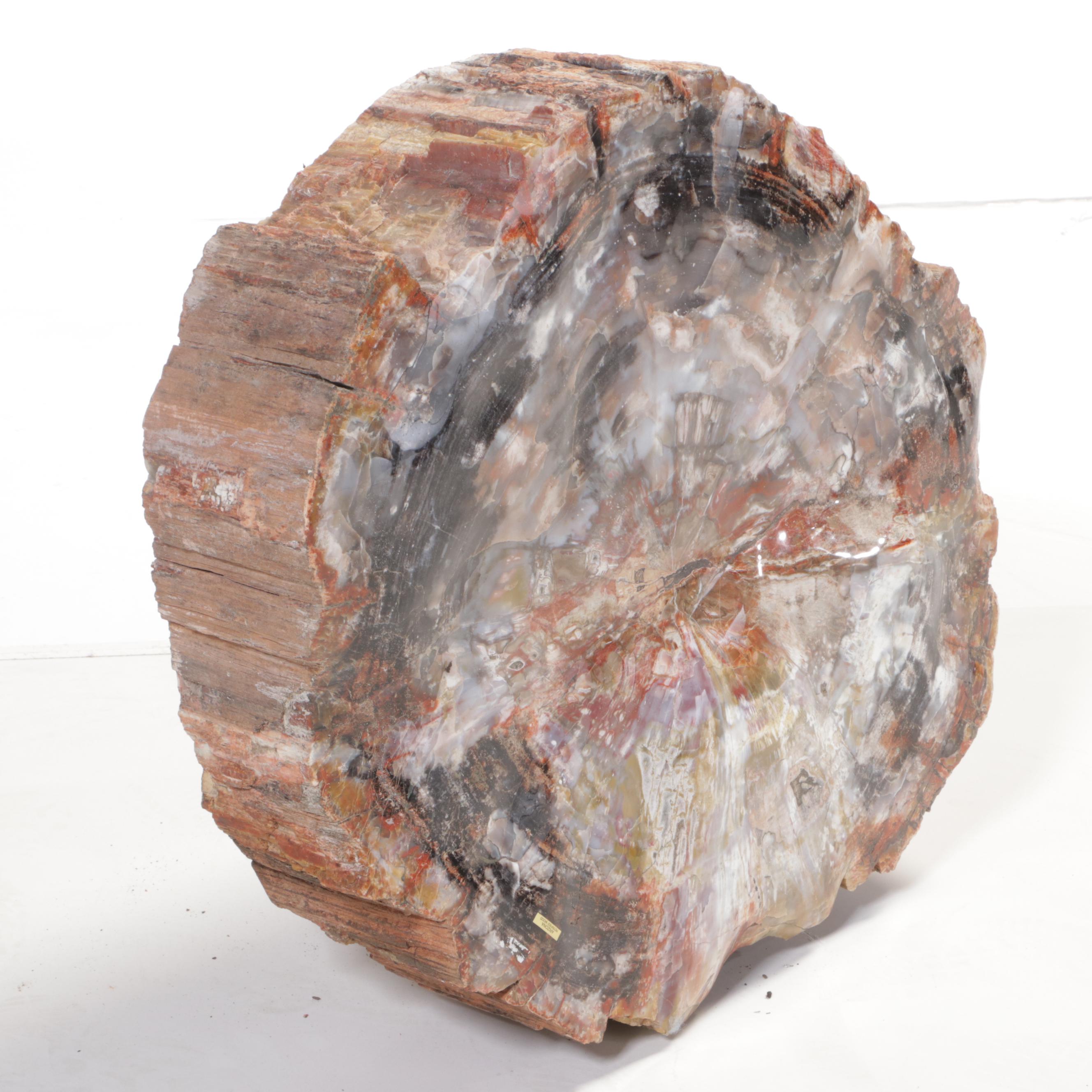 Agatized Petrified Wood Slab | EBTH
