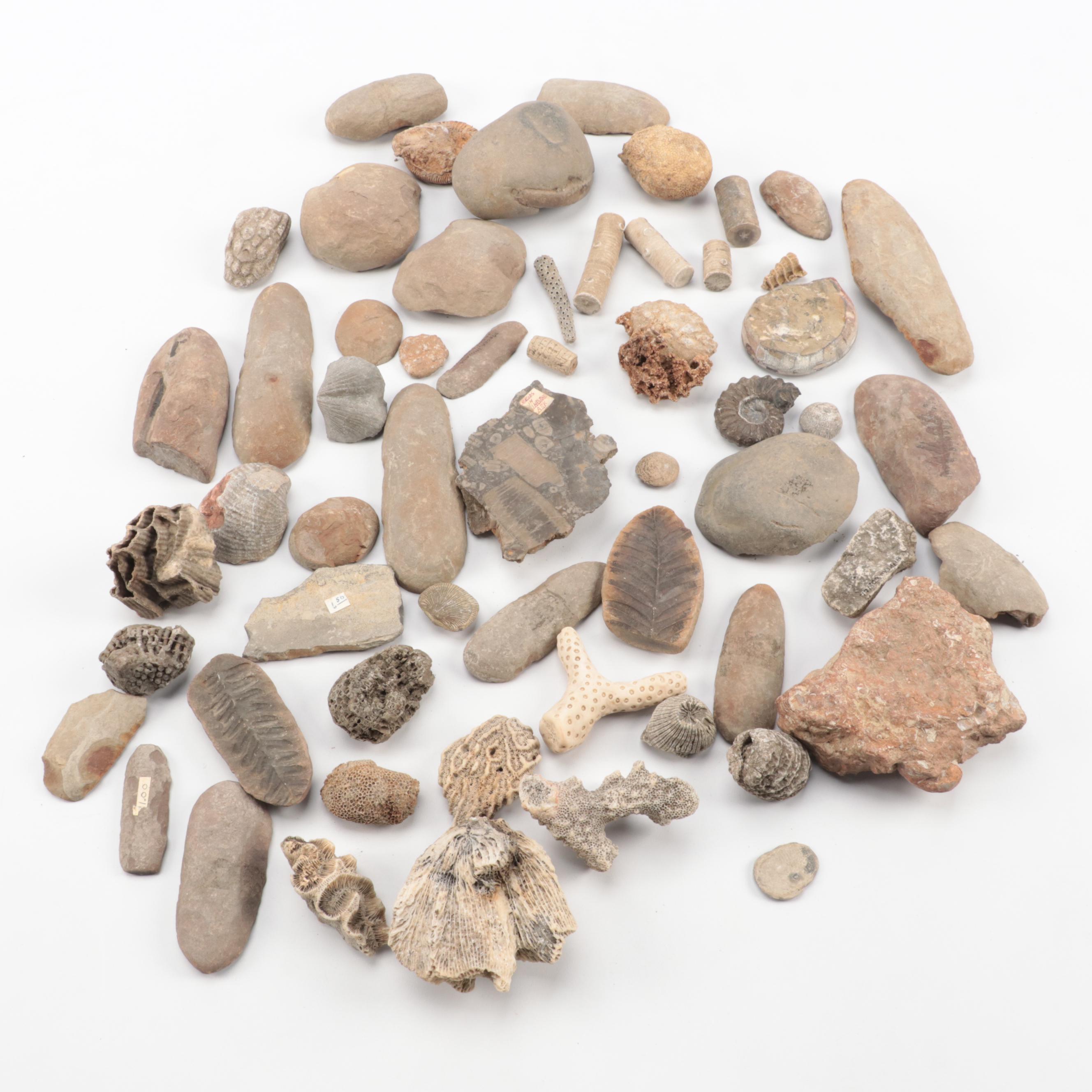 Crinoid Fossil Stems, Ammonoid, Trilobites, Fossil Sponges and Coral ...