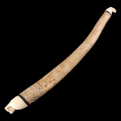 Fossilized Walrus Oosik with Carved Caps