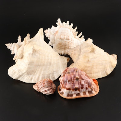 Queen Conchs With Helmet Conch, Ribbed Harp and Murex Shells