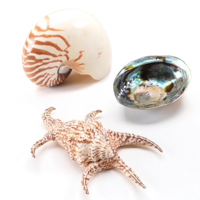 Spider Conch, Nautilus and Abalone Shell Marine Specimens