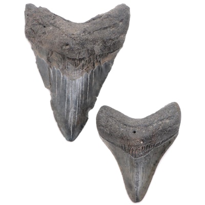 Two Fossil Megalodon Teeth