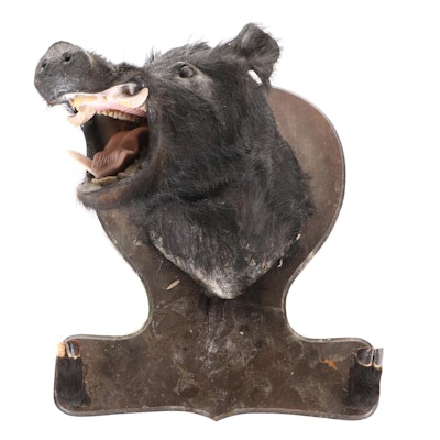 Taxidermy Wild Boar Shoulder Mount With Hooved Gun Rack