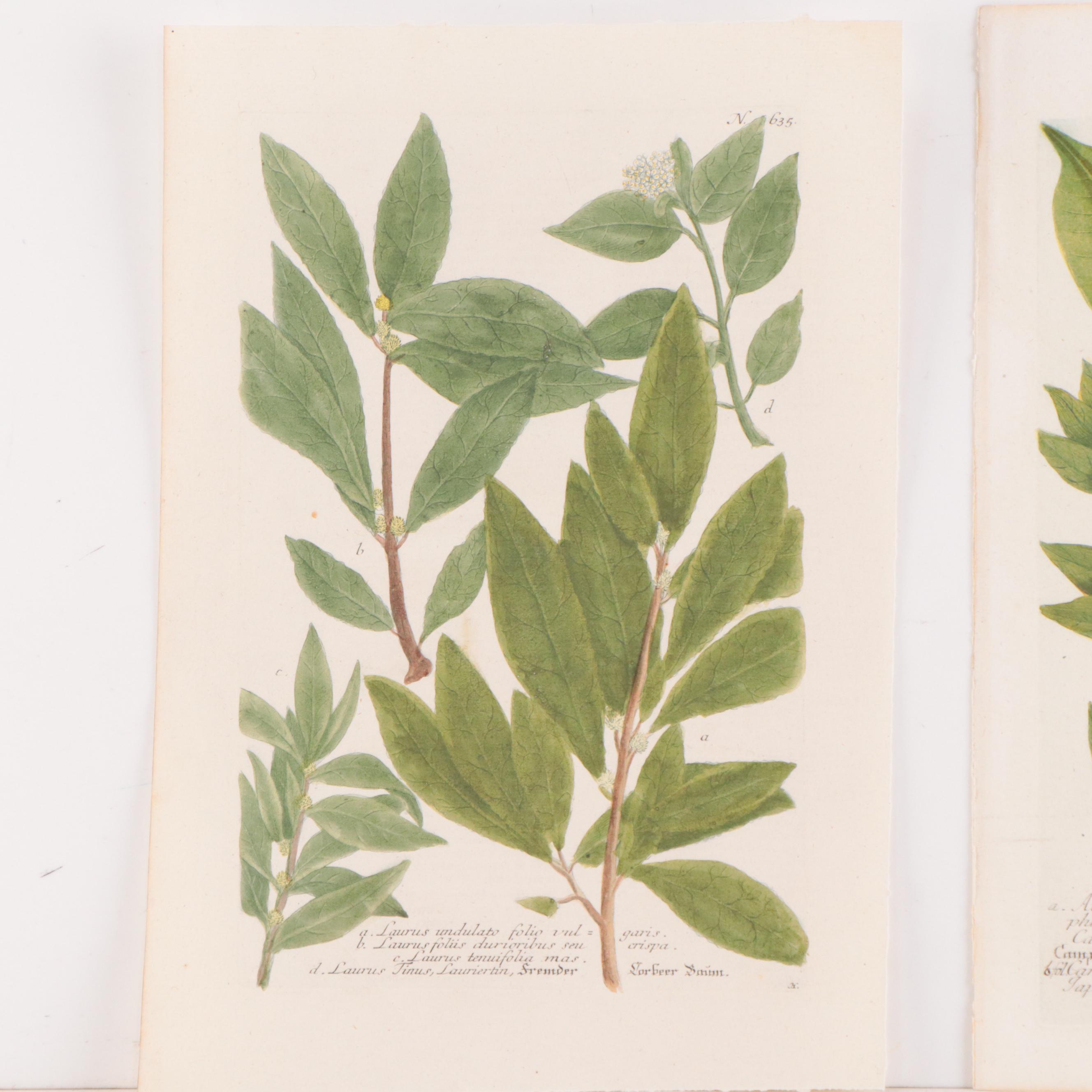 Botanical Hand-Colored Etchings, Late 19th Century | EBTH